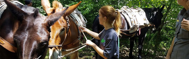 Individual Placement working with horses