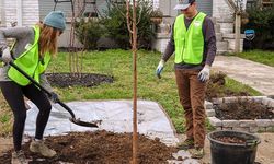 Chattanooga Tree Project 25 1