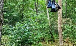 Bear Hang Photo Grsm